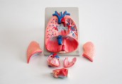 model płuca